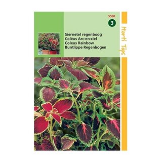 Horti Tops Coleus Blumei Regenboogmengsel - afbeelding 1