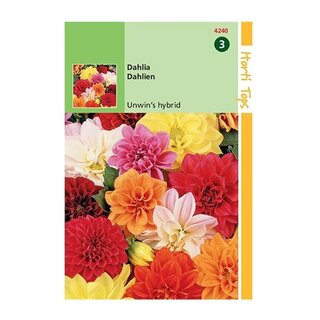 Horti Tops Dahlia variabilis Unwin's hybride - afbeelding 1