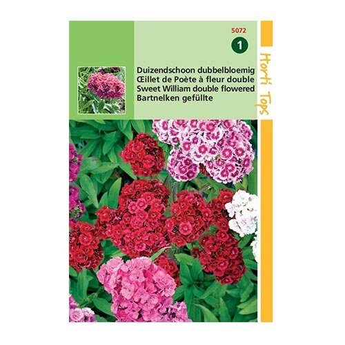 Horti Tops Dianthus Barbatus Dubbelbloemig - afbeelding 1