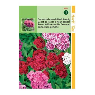 Horti Tops Dianthus Barbatus Dubbelbloemig - afbeelding 2