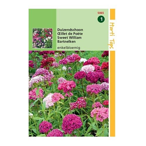 Horti Tops Dianthus Barbatus Enkelbloemig - afbeelding 1