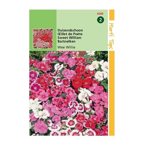 Horti Tops Dianthus Barbatus Wee Willie - afbeelding 1