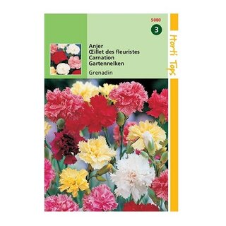 Horti Tops Dianthus Caryophyllus Grenadin - afbeelding 1