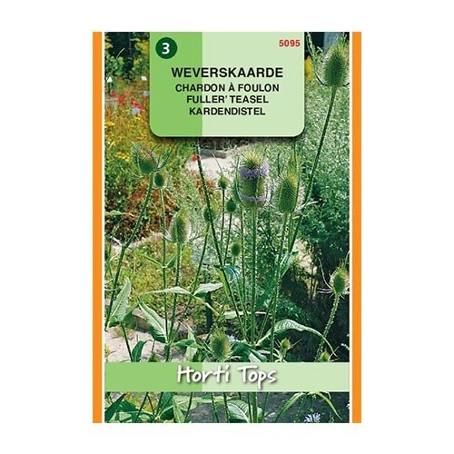 Horti Tops Dipsacus Sativus - Weverskaarde - afbeelding 1