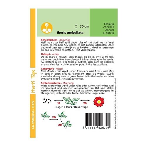 Horti Tops Iberis Umbellata Lage Fairy - afbeelding 2