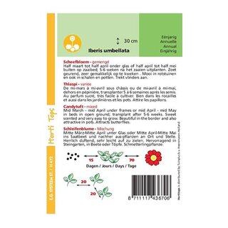 Horti Tops Iberis Umbellata Lage Fairy - afbeelding 2