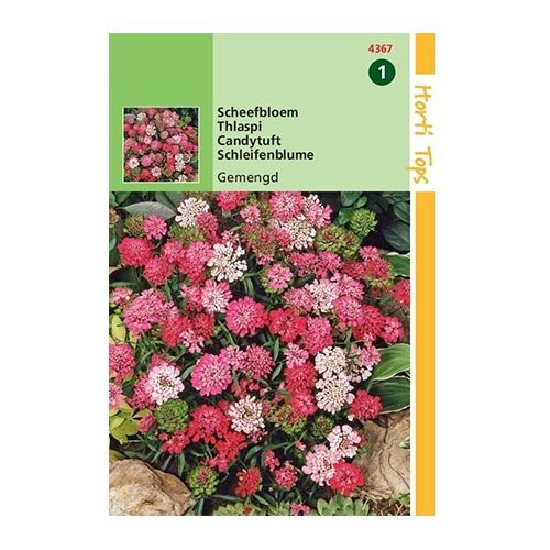 Horti Tops Iberis Umbellata Lage Fairy - afbeelding 1