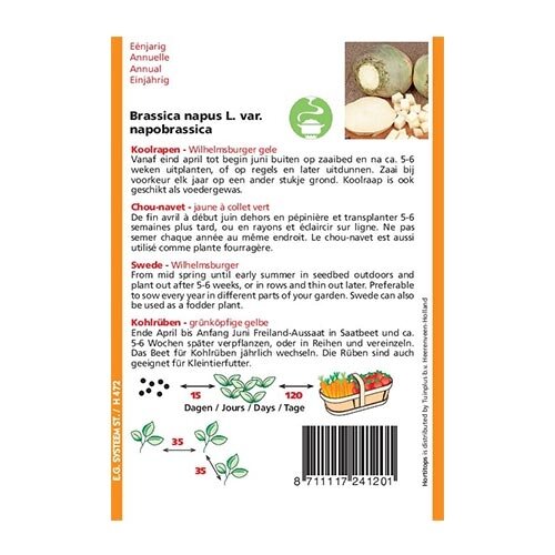 Horti Tops Koolraap Wilhelmsburger Type Friese - afbeelding 2