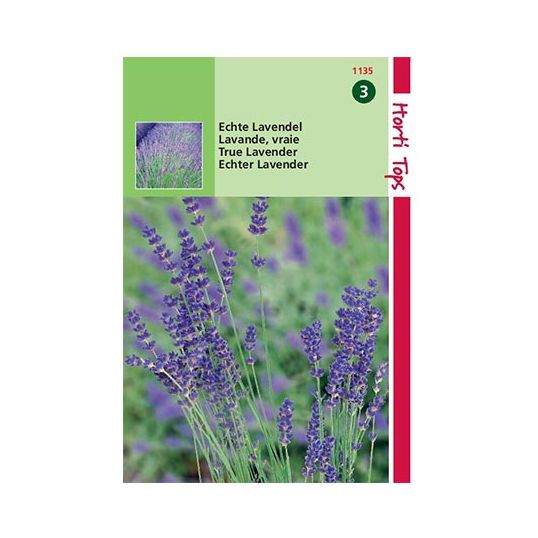 Horti Tops Lavendel - Lavandula Officinalis - afbeelding 1