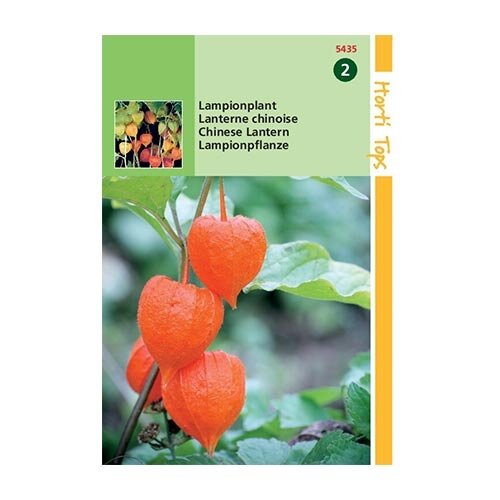 Horti Tops Physalis Franchetti Gig.(Lampionplant) - afbeelding 1