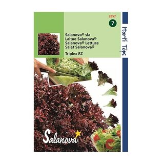 Horti Tops Salanova sla - Triplex RZ - afbeelding 1