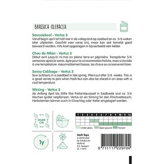 Horti Tops Savooiekool Vertus 3  (Grote Late Groene) - afbeelding 2