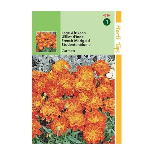 Horti Tops Tagetes Patula Nana Carmen - afbeelding 1