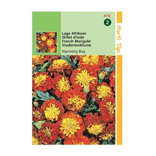 Horti Tops Tagetes patula nana Petite Harmony - afbeelding 1