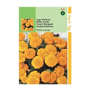 Horti Tops Tagetes Patula Nana Petite Orange - afbeelding 1