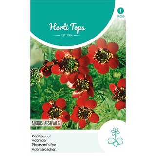 Horti Tops Adonis, Kooltje Vuur roodbloeiend - afbeelding 1