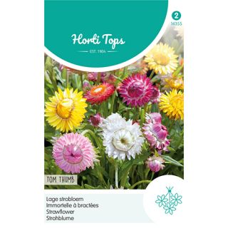 Horti Tops Helichrysum, lage Strobloem Tom Thumb - afbeelding 1