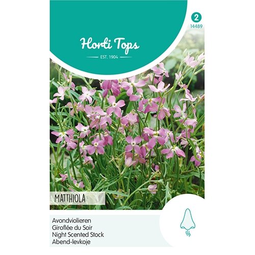 Horti Tops Matthiola, Avondviolier roze - afbeelding 1