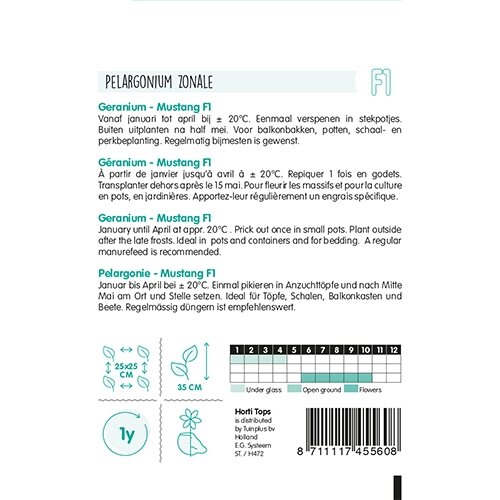 Horti Tops Pelargonium, Geranium Mustang F1 rood - afbeelding 2