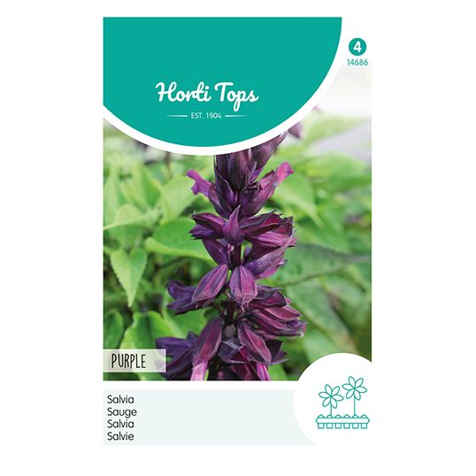 Horti Tops Salvia, Purple - afbeelding 1