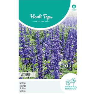 Horti Tops Salvia, Siersalie Victoria donkerblauw - afbeelding 1