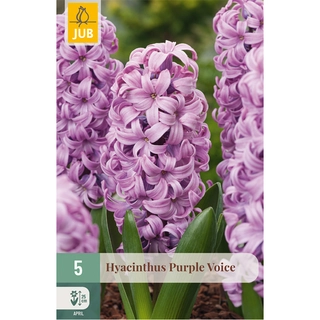 Hyacinthus Purple Voice 5 st.