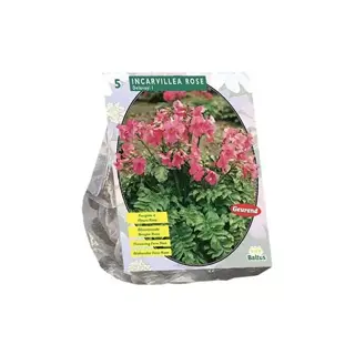 Baltus Incarvillea Delavayi Roze - 5 st.