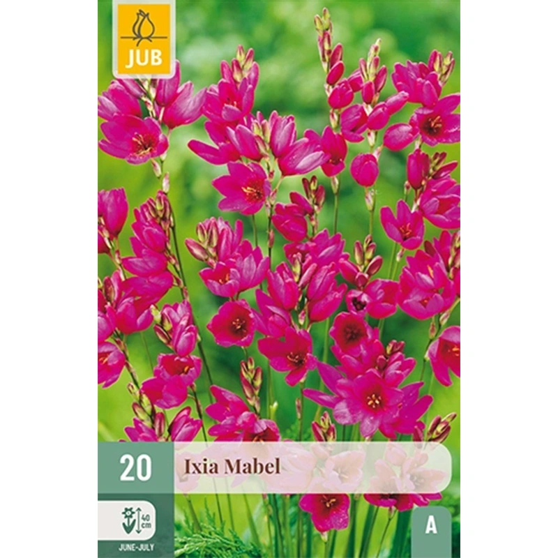 JUB Holland Ixia Mabel - 20 st.