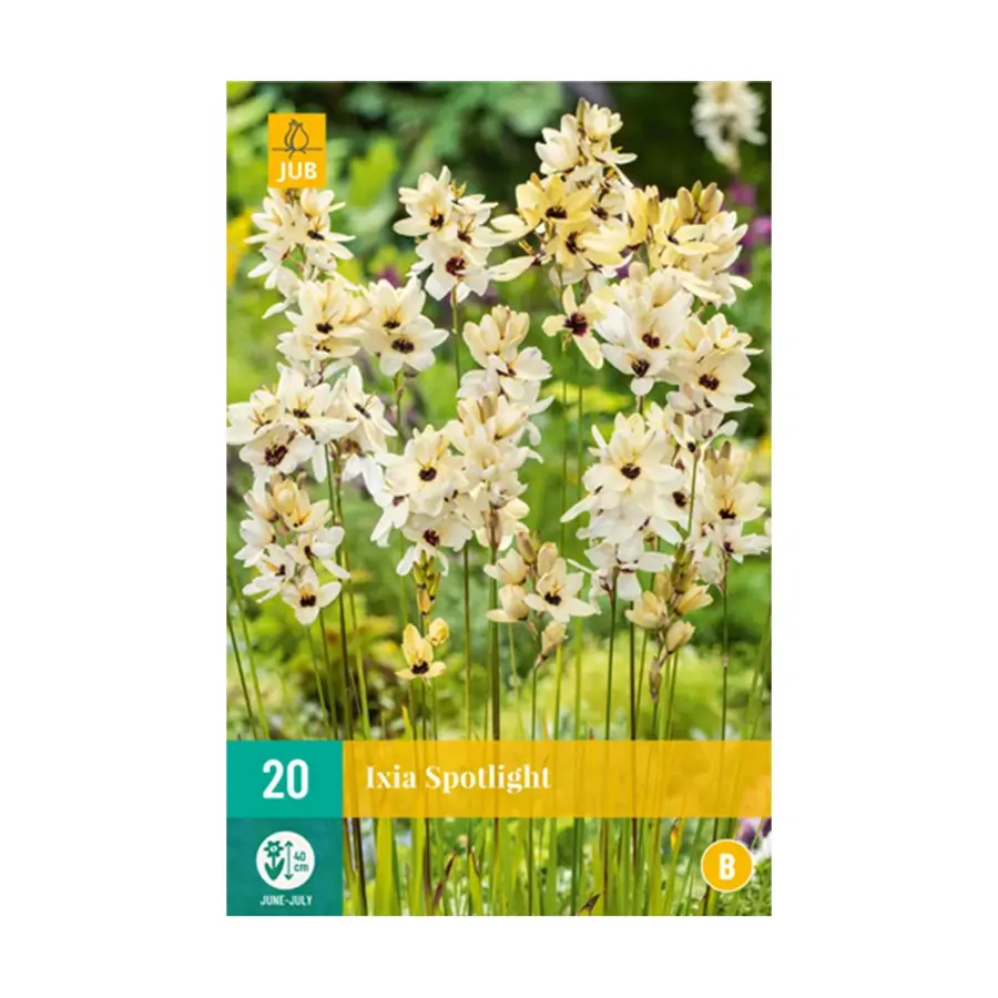 JUB Ixia Spotlight - 20 st.