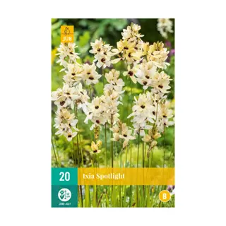 JUB Ixia Spotlight - 20 st.