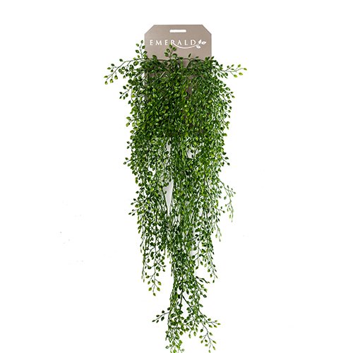 Emerald Jasmin mini hanging bush x6 80cm