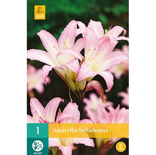 JUB Amaryllis belladonna - 1 st.