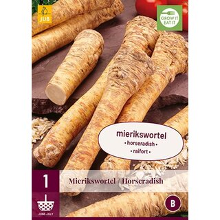 JUB Armoracia rusticana - mierikswortel - 1 st.