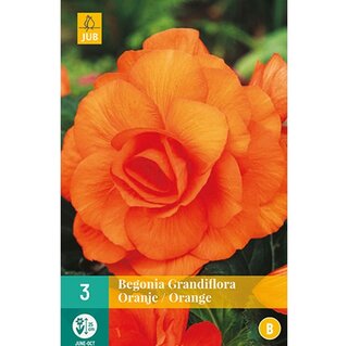 JUB Begonia grandiflora oranje - 3 st. | De Boet