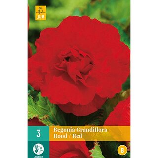 JUB Begonia grandiflora rood - 3 st. | De Boet