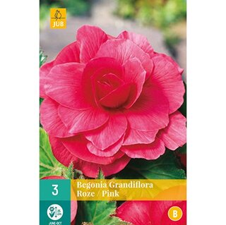JUB Begonia grandiflora roze - 3 st. | De Boet