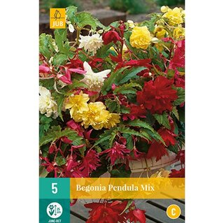 JUB Begonia pendula mix - 3 st. | De Boet