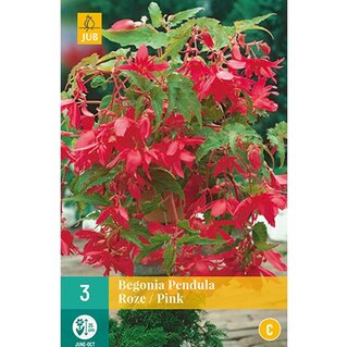 JUB Begonia pendula roze - 3 st.