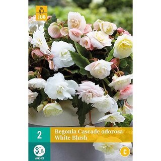 JUB Begonias cascade odorosa white blush - 2 st. | De Boet
