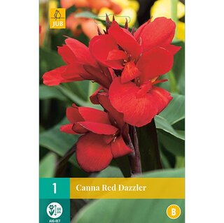 JUB Canna red dazzler - 1 st.
