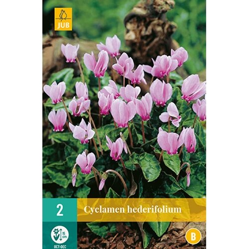 JUB Cyclamen hederifolium - 2 st.