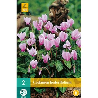 JUB Cyclamen hederifolium - 2 st.