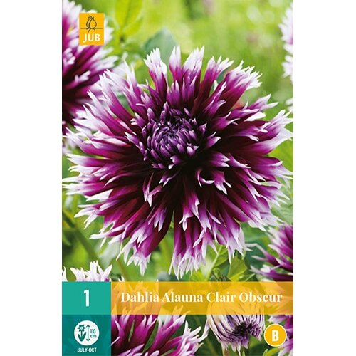 JUB Dahlia alauna clair obscur - 1 st.