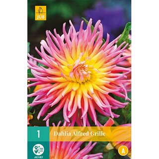 JUB Dahlia alfred grille - 1 st.