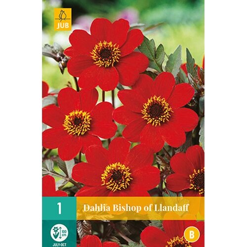 JUB Dahlia bishop of llandaff - 1 st.