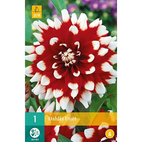 JUB Dahlia duet - 1 st.