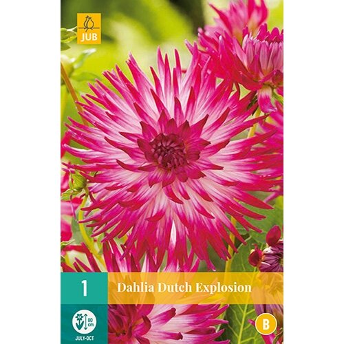 JUB Dahlia dutch explosion - 1 st.