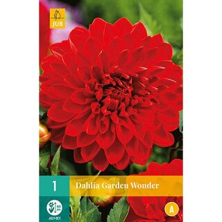 JUB Dahlia garden wonder - 1 st.