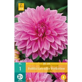 JUB Dahlia lavender perfection - 1 st.
