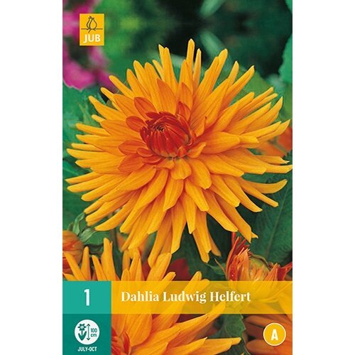 JUB Dahlia ludwig helfert - 1 st.